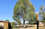 MYELLA FARM QLD-20250809-34