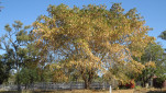 MYELLA FARM QLD-20250809-13