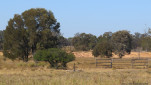 MYELLA FARM QLD-20250809-11