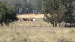 MYELLA FARM QLD-20250809-10