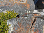 BAY OF FIRES SEP 2024-15