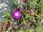 BAY OF FIRES SEP 2024-16