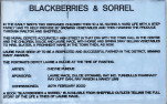 BLACKBERRIES AND SORREL TEXT