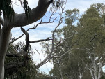 IMG 0974
