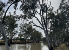 MEANDARRA QLD