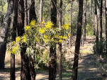 POSSUM PARK-11-16 PM-B19 IMG 1165-037