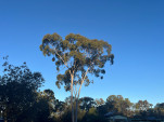 POSSUM PARK CAMP-11-29 PM-IMG 1097-043