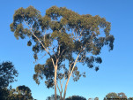POSSUM PARK CAMP-11-29 PM-IMG 1096-042